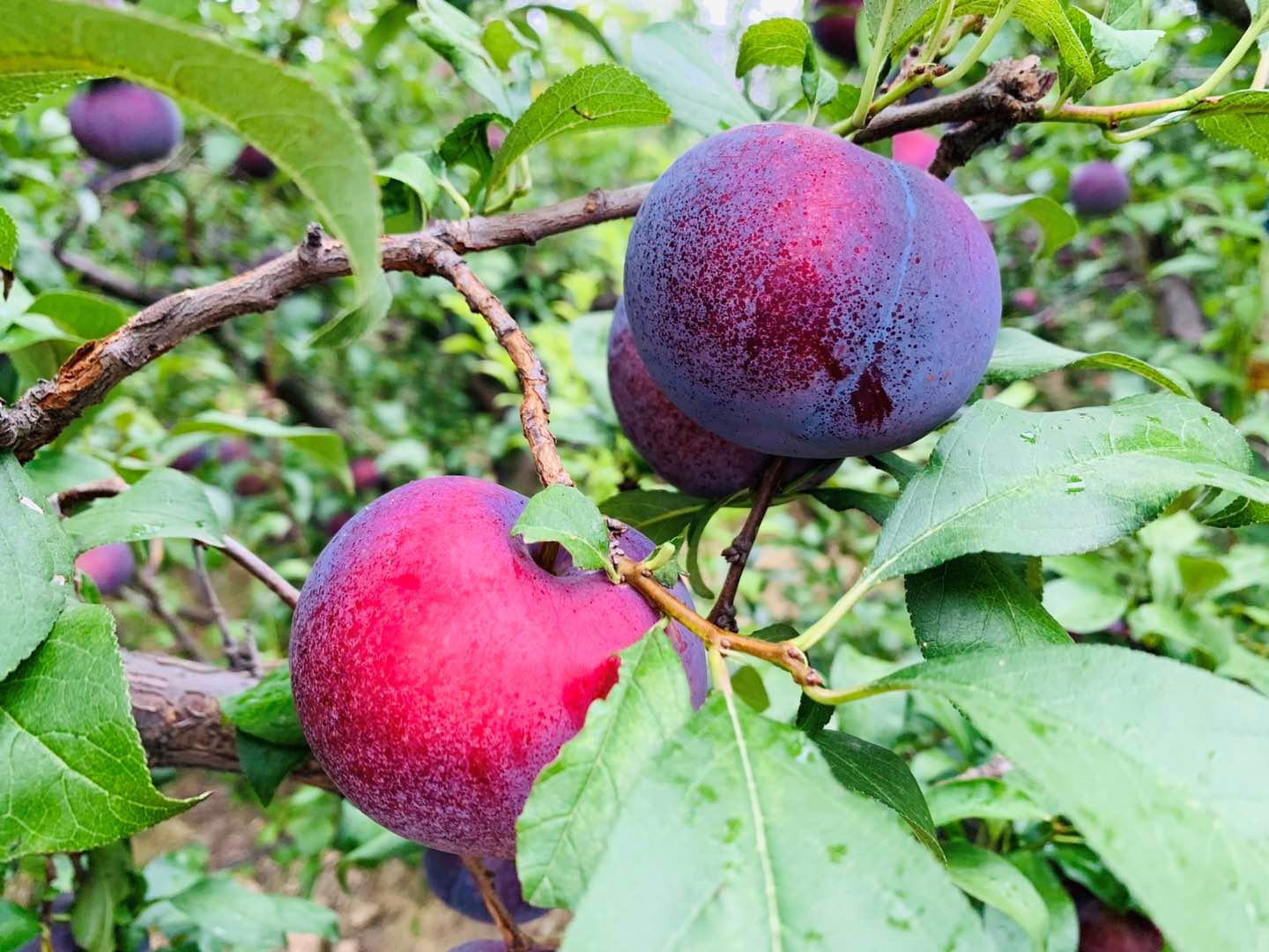 【5斤】陕西黑布林李子(3-5天内发出)